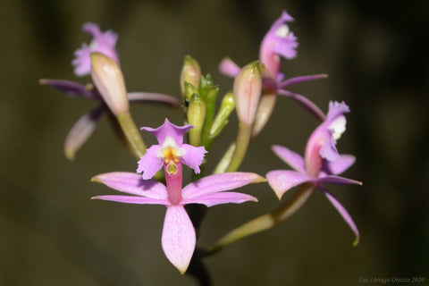 Epidendrum secundum