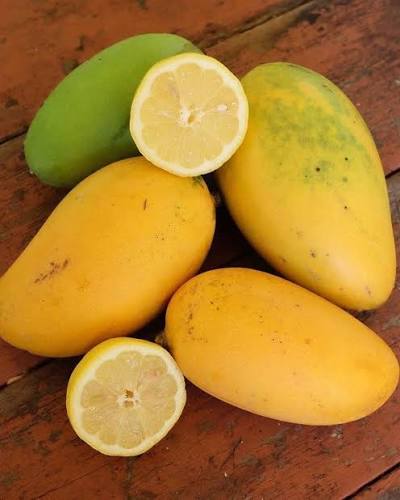 Mangifera indica 'Lemon Zest' Tree