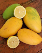 Mangifera indica 'Lemon Zest' Tree