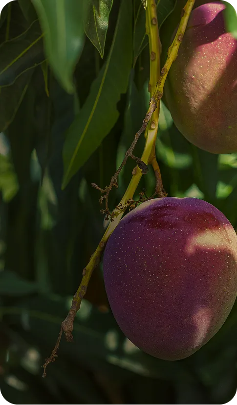 Track Mango Order Buy Fresh Mangoes Online | Fairchild Mango Fruit Club