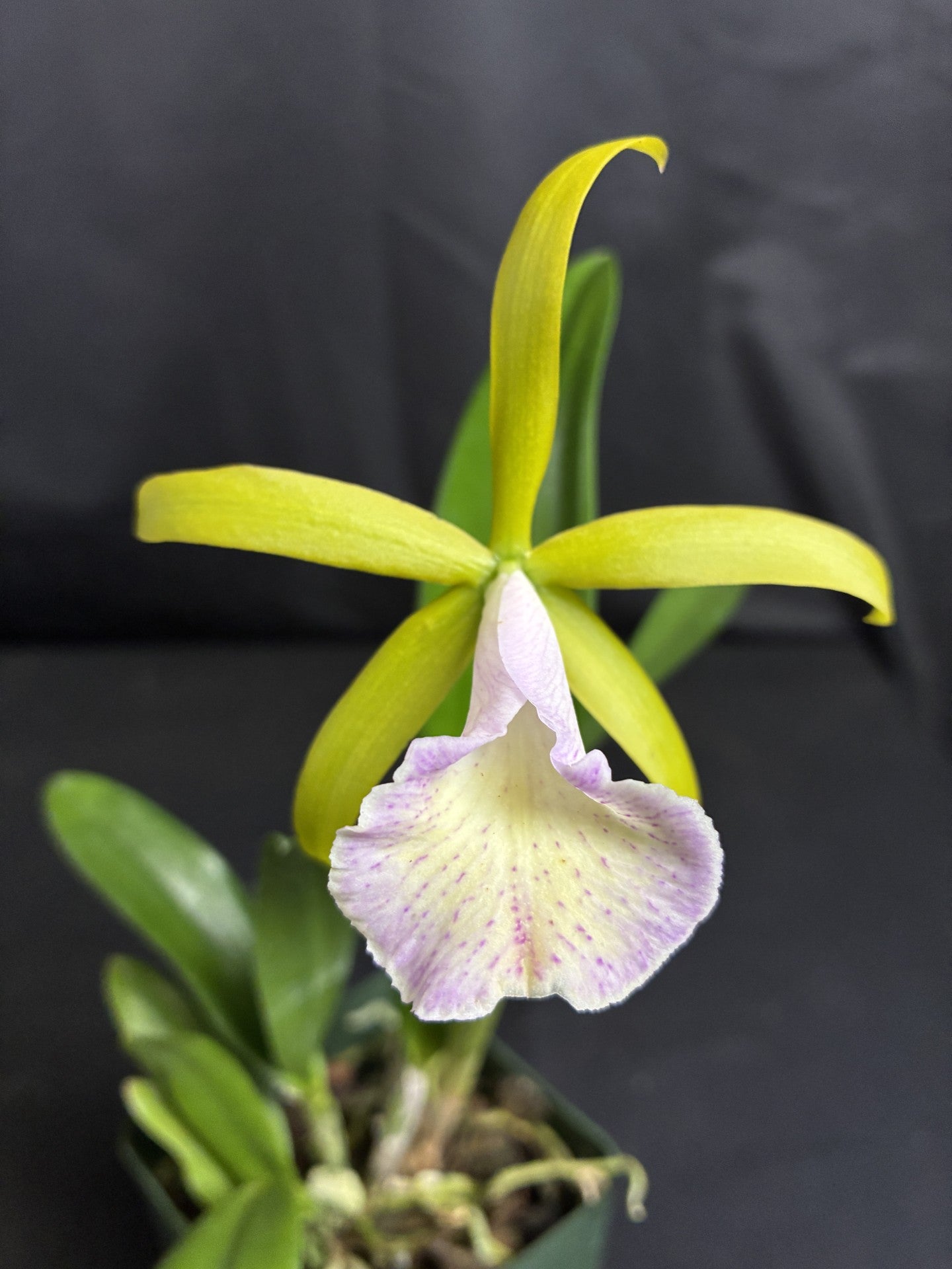 Pcv. Key Lime Stars 'Maui' x C. dormaniana semi alba 'Extra'
