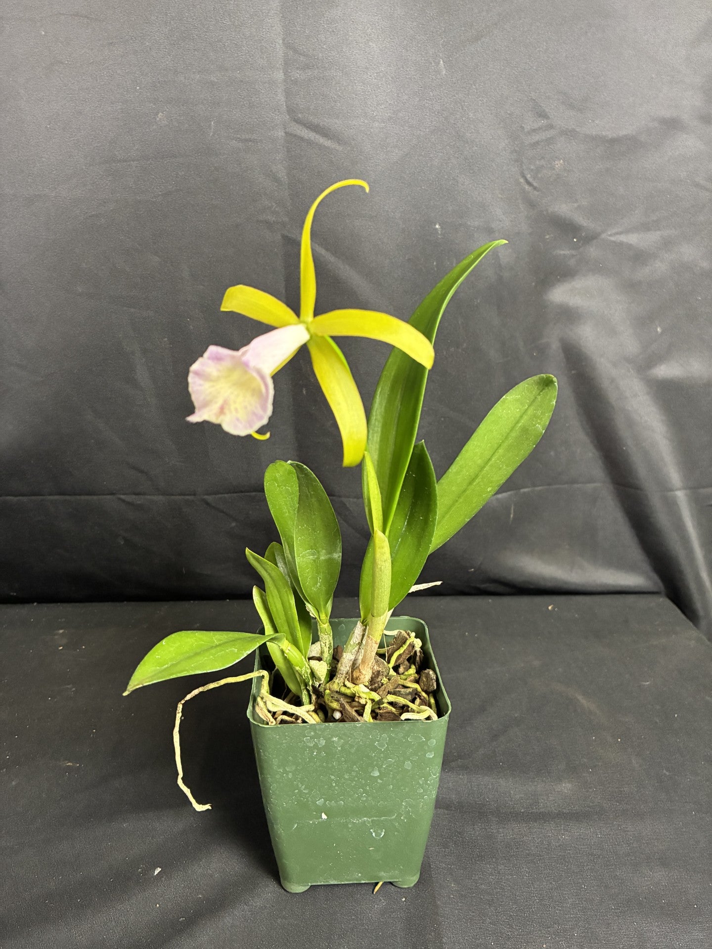 Pcv. Key Lime Stars 'Maui' x C. dormaniana semi alba 'Extra'