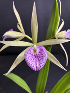 Cattleya Elegans x Brassavola nodosa