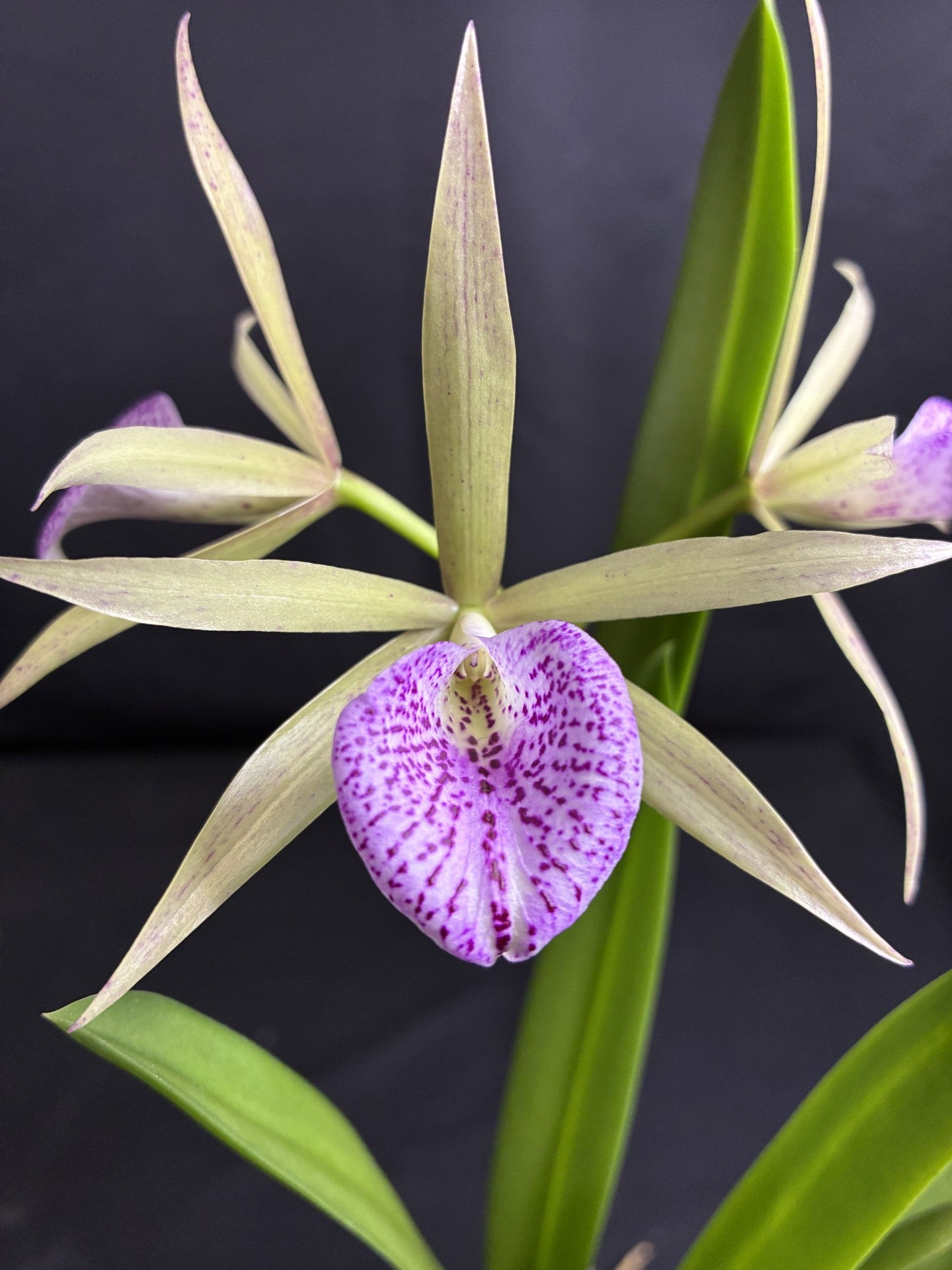 Cattleya Elegans x Brassavola nodosa