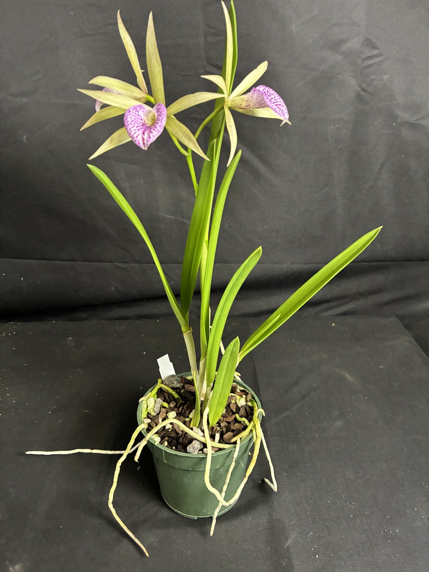 Cattleya Elegans x Brassavola nodosa