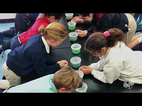 The Million Orchid Project - Oncidium ensatum