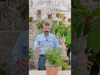 Salvia caymanensis