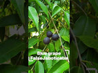 Myrciaria vexator