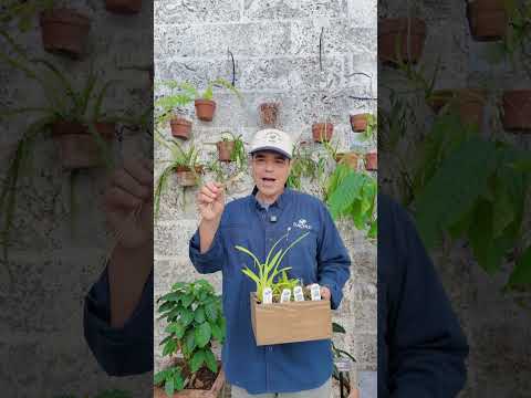 The Million Orchid Project Restoration Kit - Four native species bundle (Tree and Ground species)