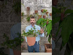 Ficus microcarpa 'Mini Cup Leaf'