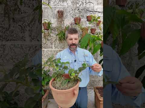 Peperomia obtusifolia