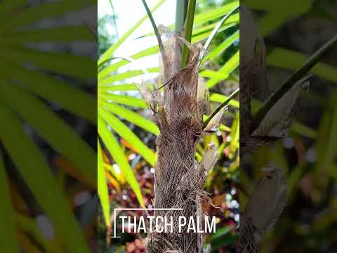 Coccothrinax inaguensis