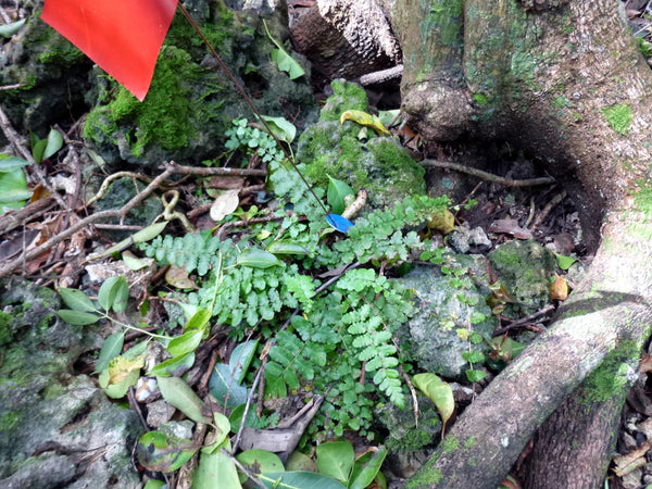 Thelypteris reptans
