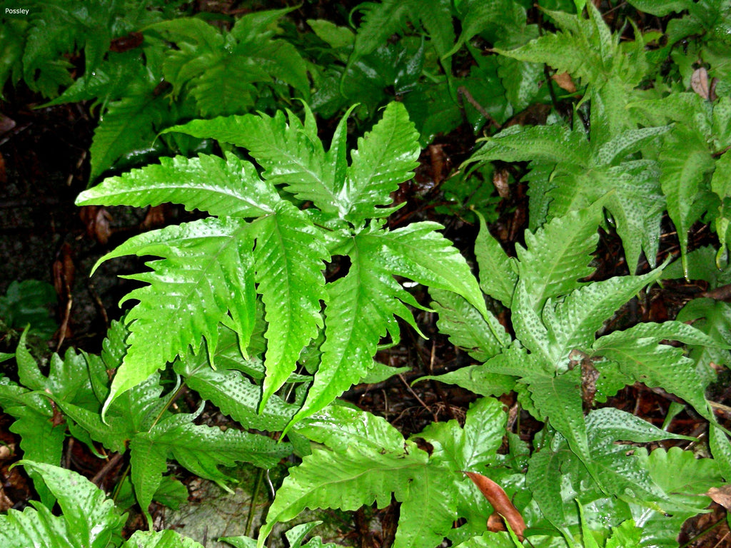 Tectaria heracleifolia