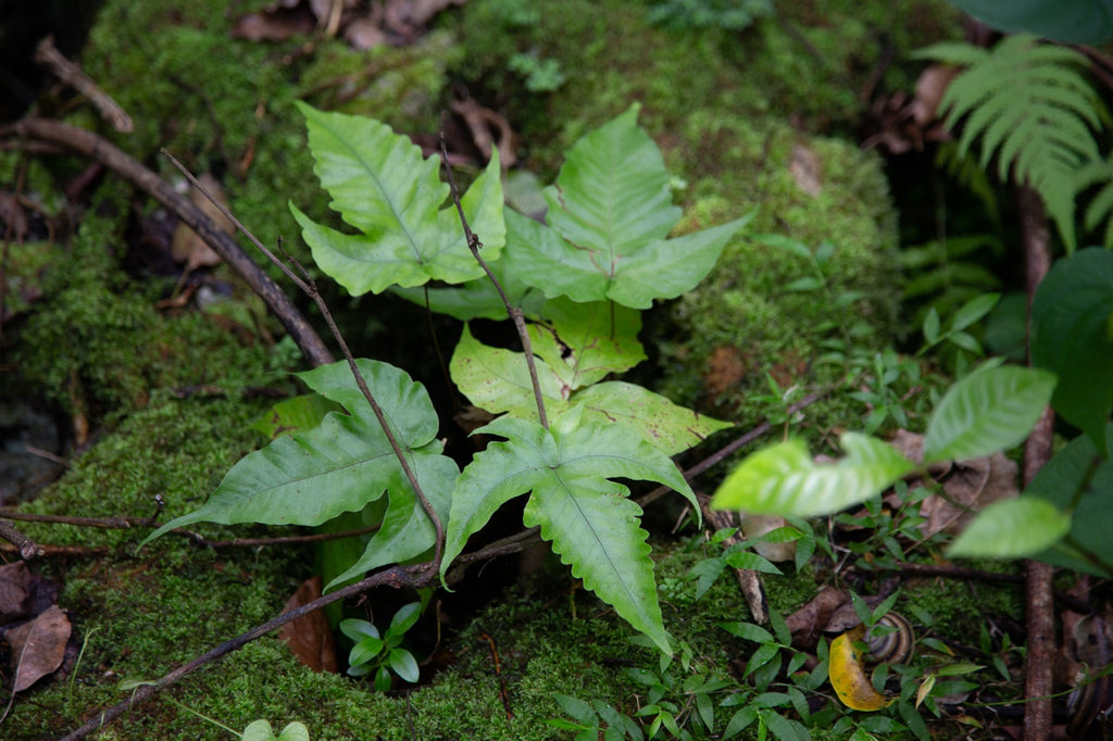 Tectaria heracleifolia