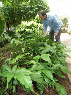 Tectaria heracleifolia