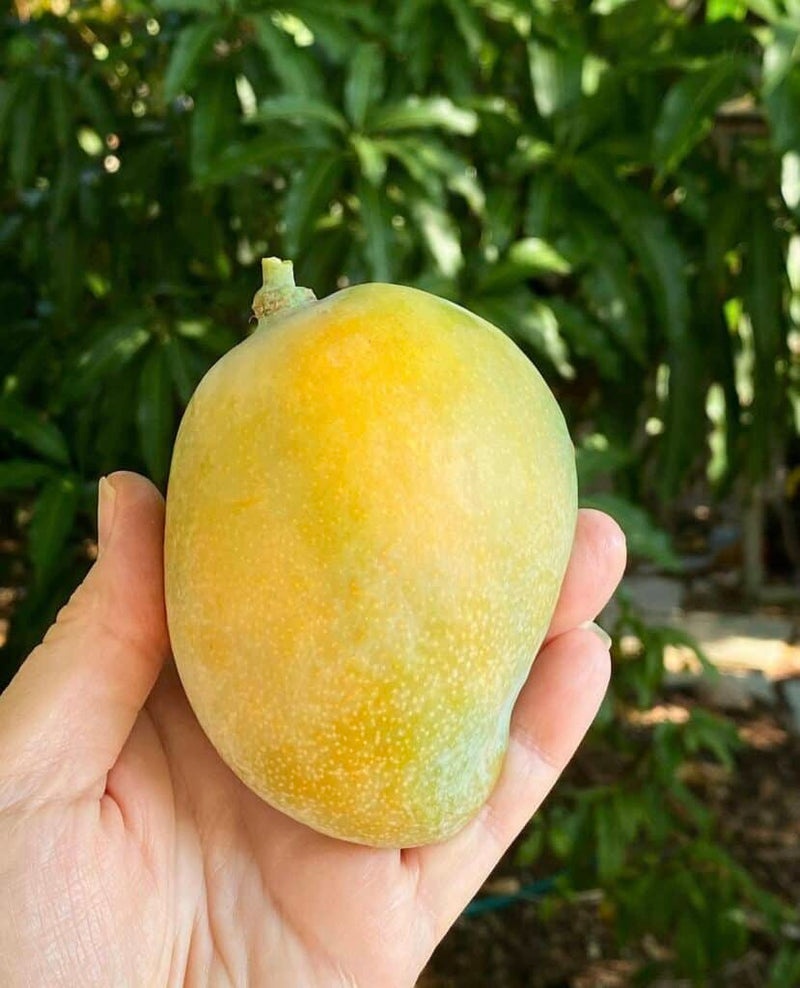 Mangifera indica 'Sweet Tart'