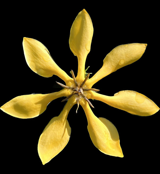 Gardenia mutabilis