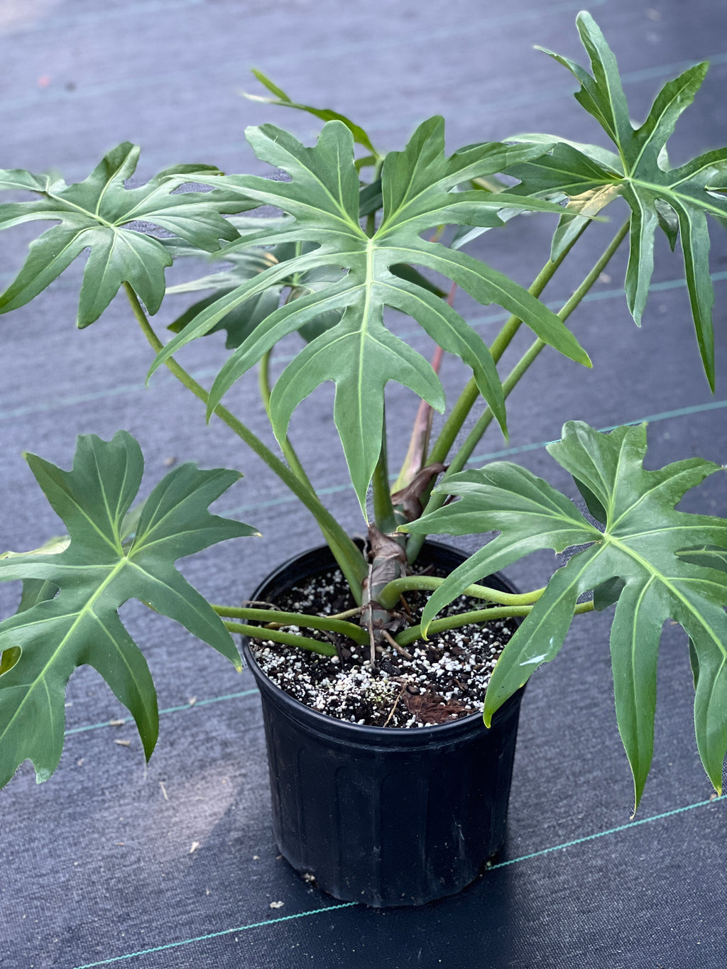 Philodendron radiatum