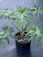 Philodendron radiatum