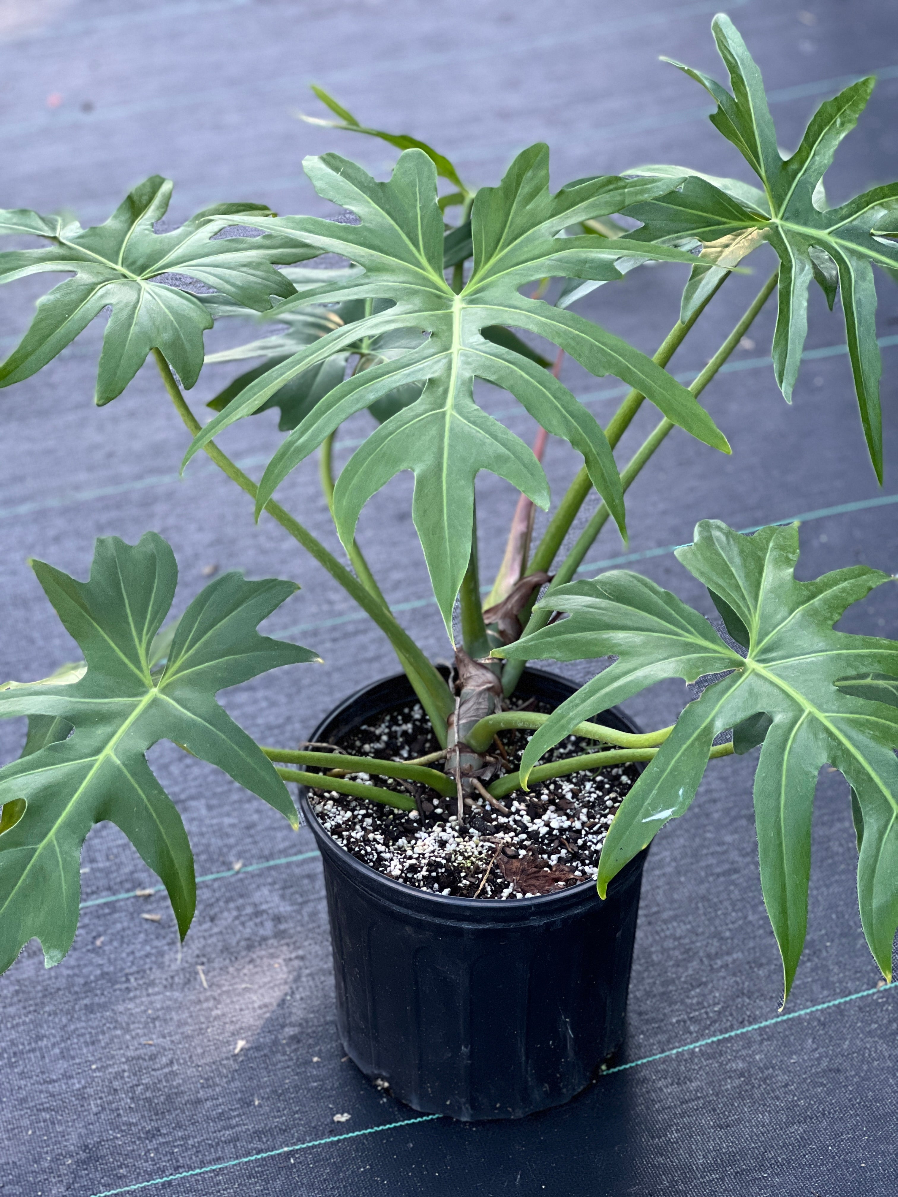 Philodendron radiatum