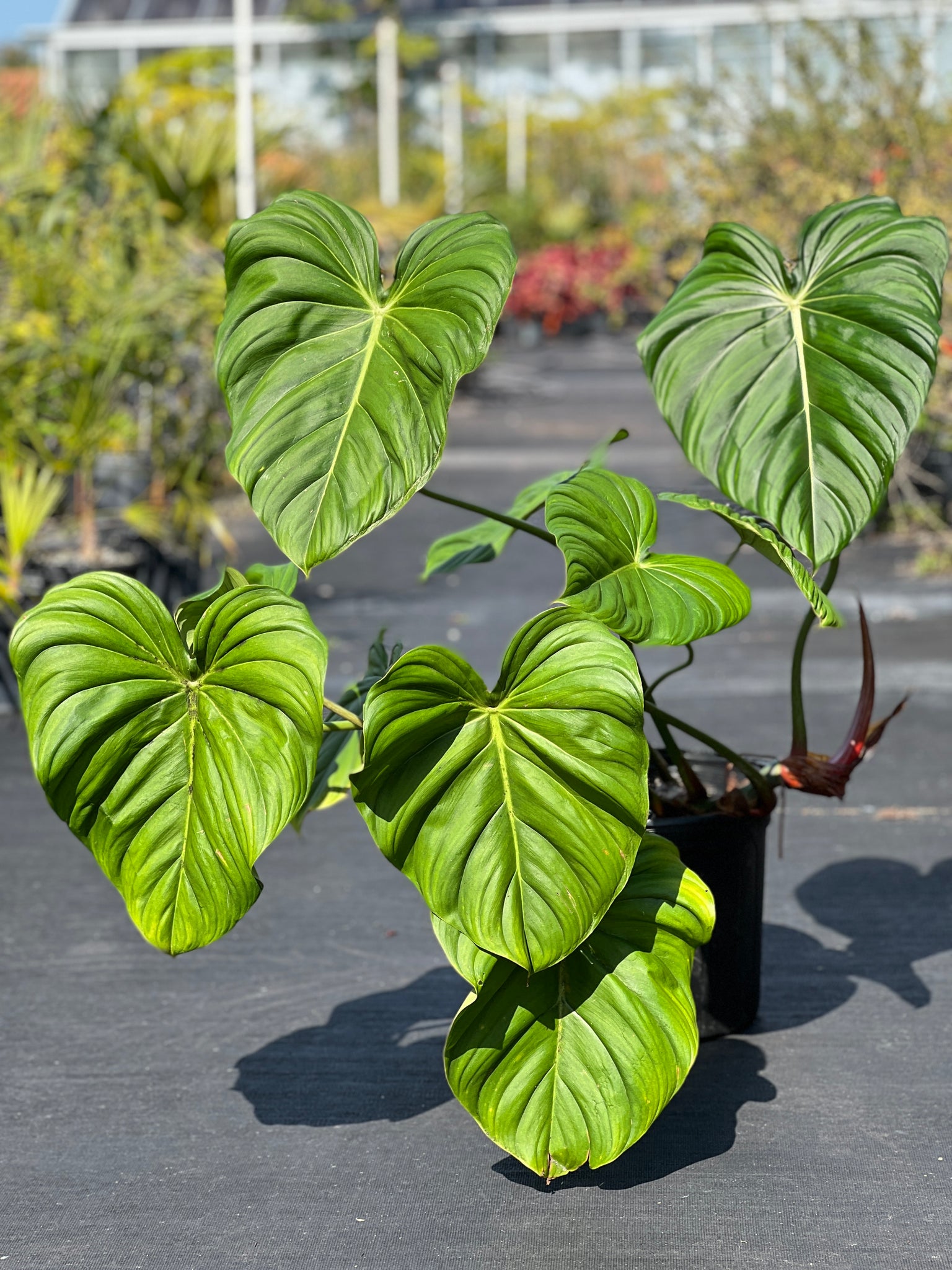 Philodendron 'Mcdowell'