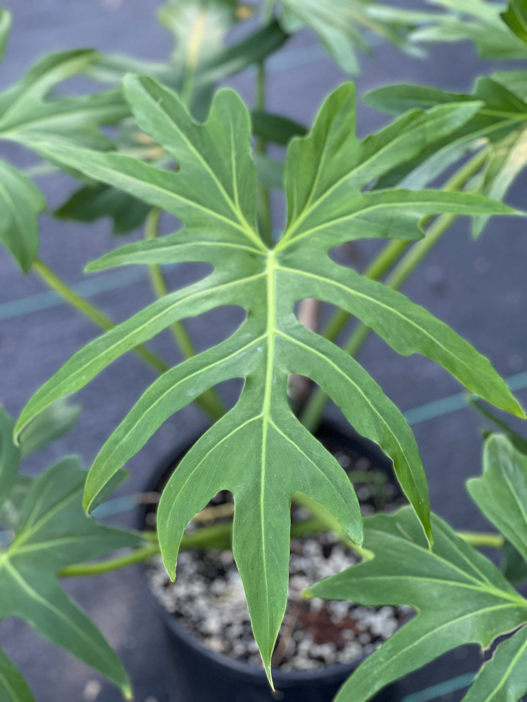 Philodendron radiatum