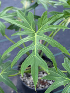 Philodendron radiatum