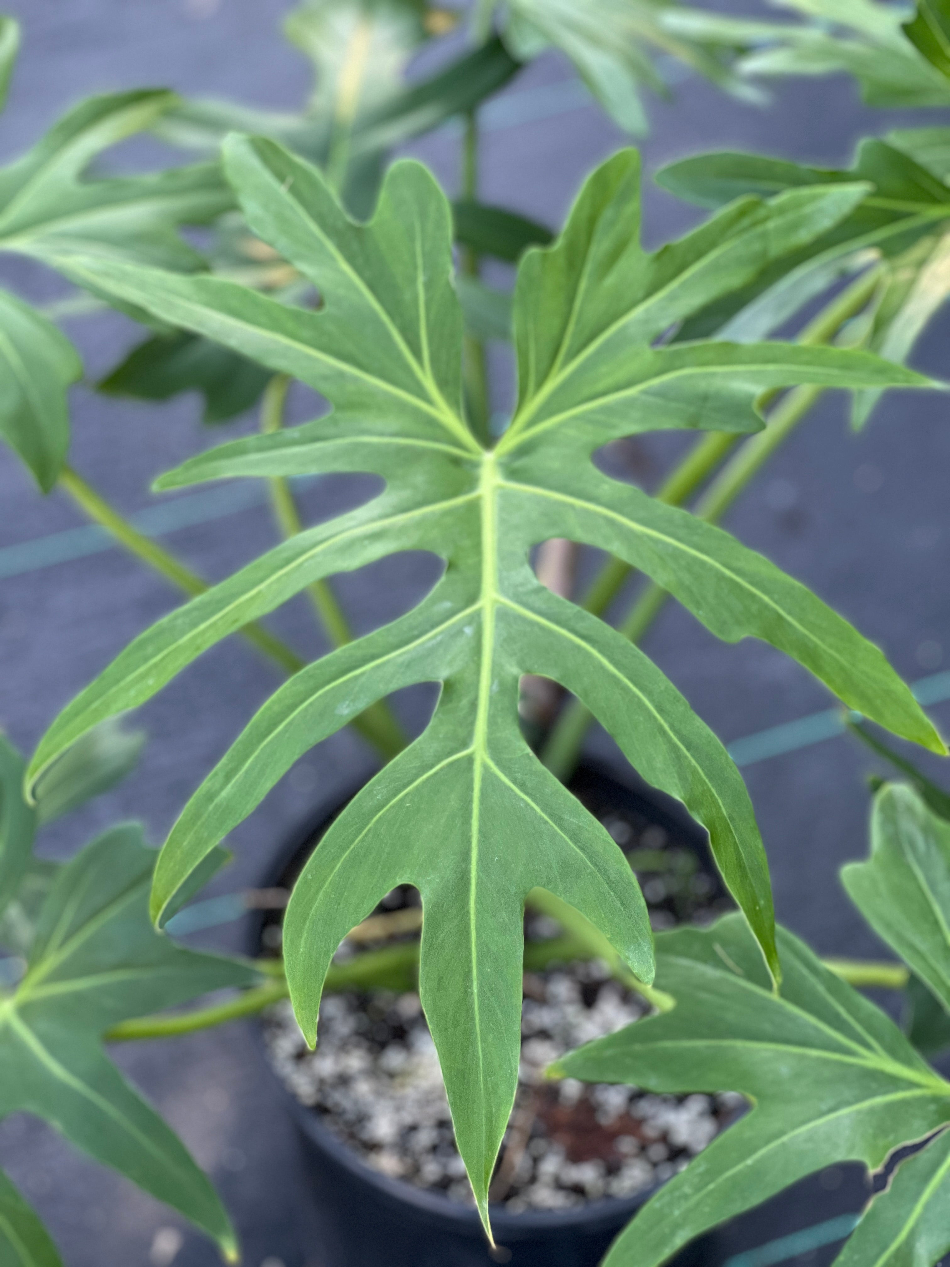 Philodendron radiatum