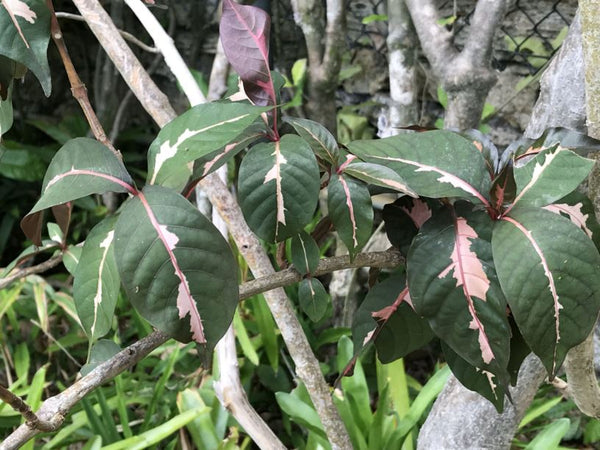Graptophyllum pictum