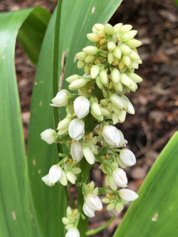Xiphidium caeruleum
