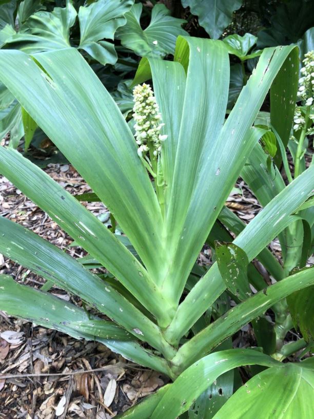 Xiphidium caeruleum