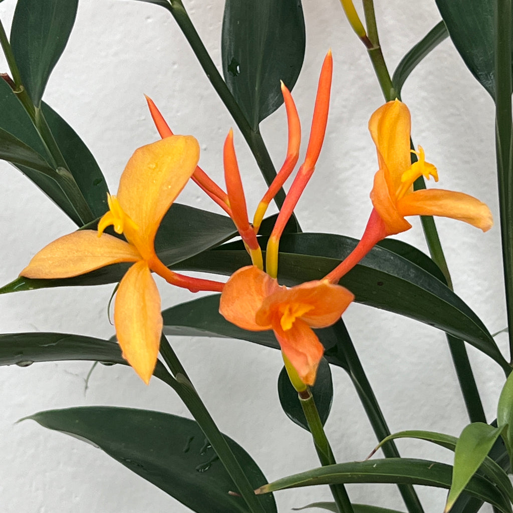 Burbidgea pauciflora