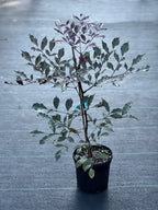 Leea guineensis 'Rubra'