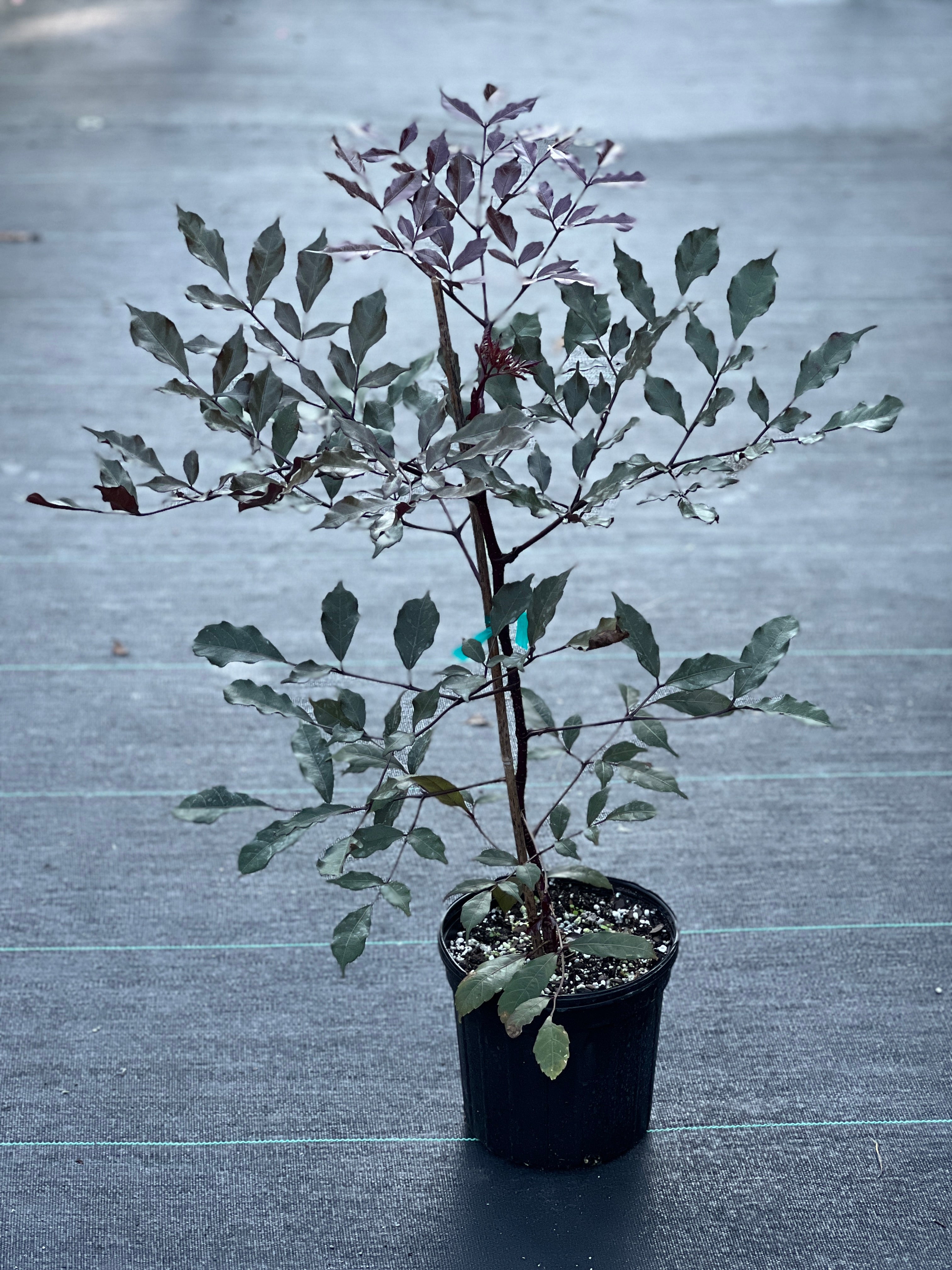 Leea guineensis 'Rubra'