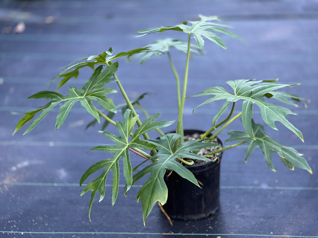 Philodendron radiatum