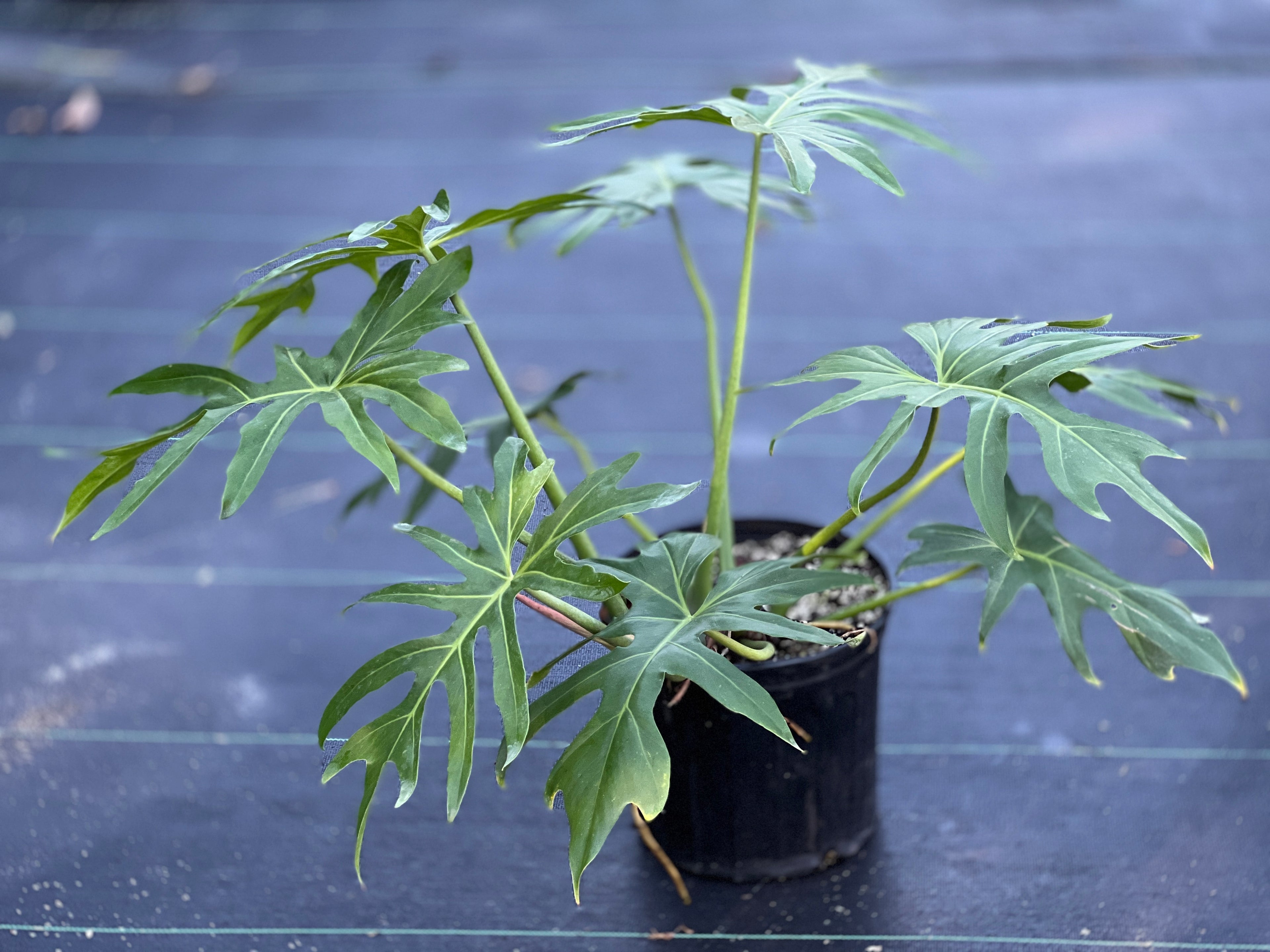 Philodendron radiatum