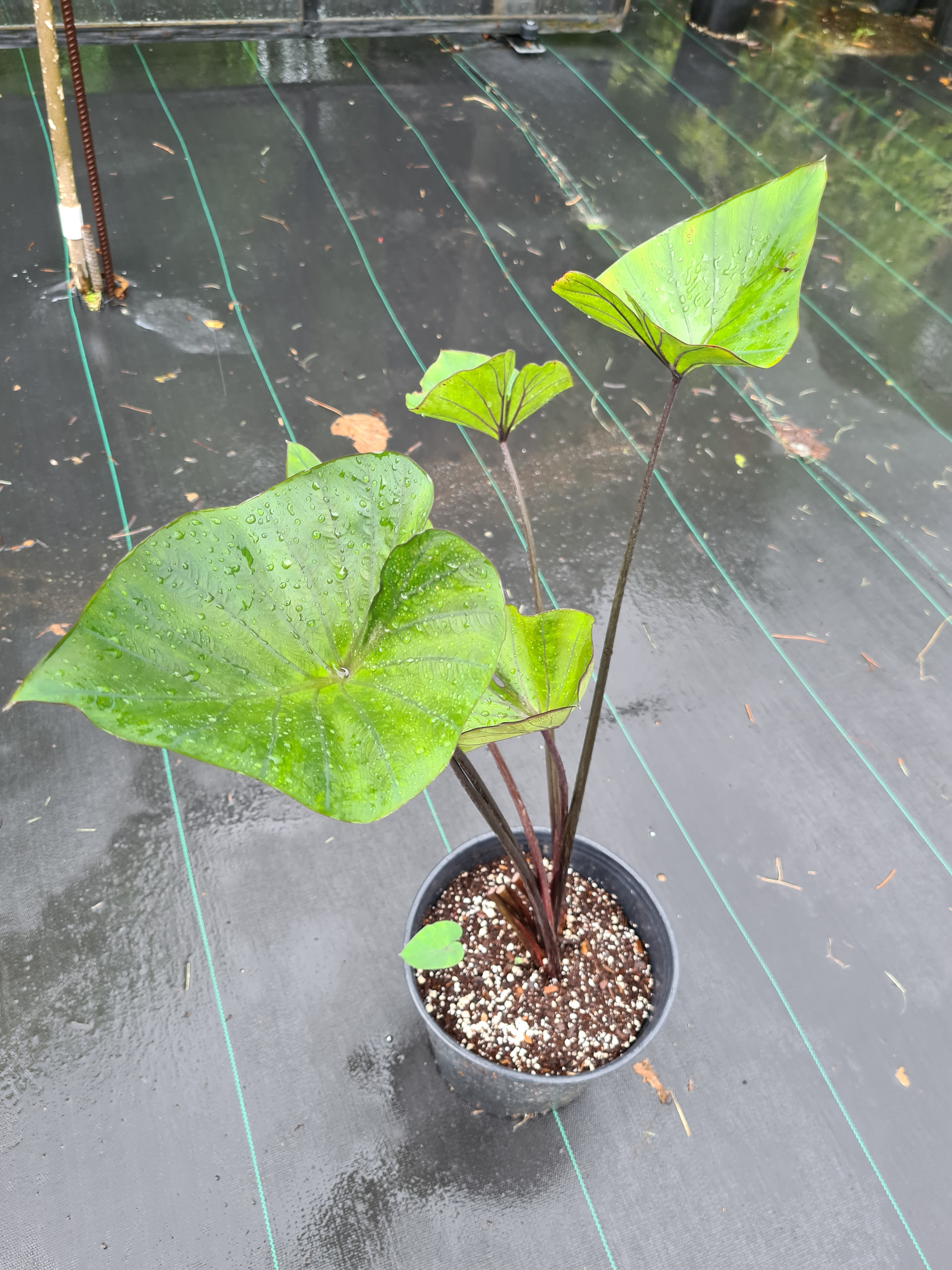 Colocasia esculenta  'TeaCup'