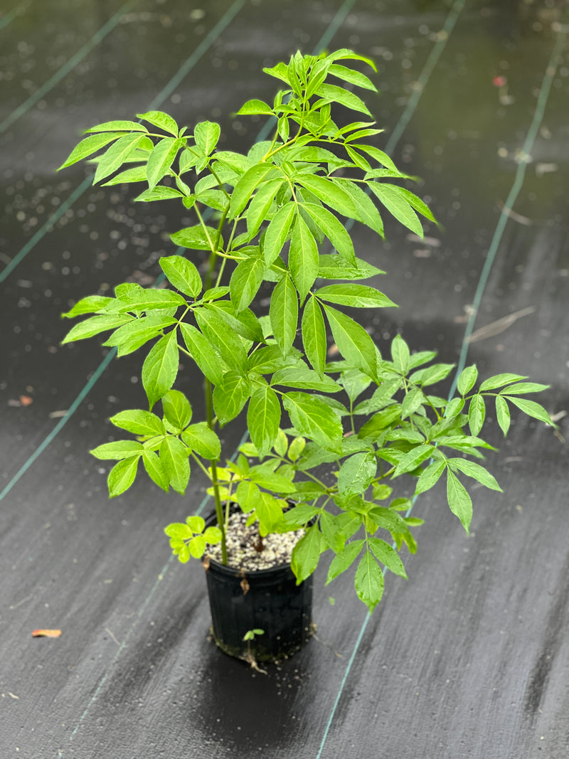 Sambucus canadensis