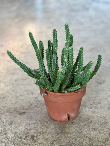 Huernia schneideriana
