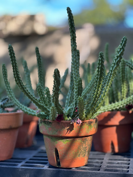 Huernia schneideriana