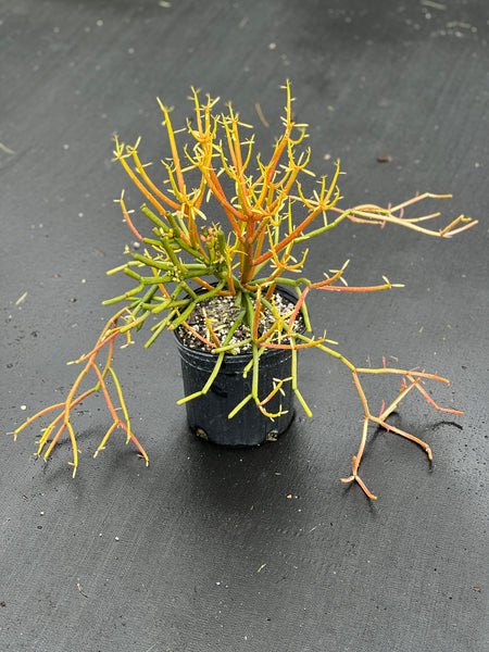 Euphorbia tirucalli 'Rosea'
