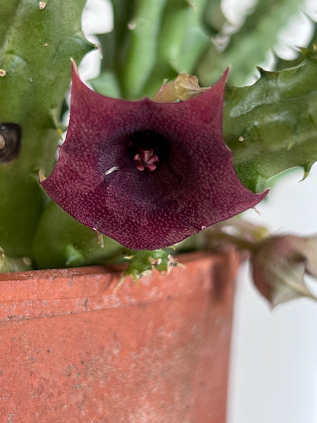 Huernia schneideriana