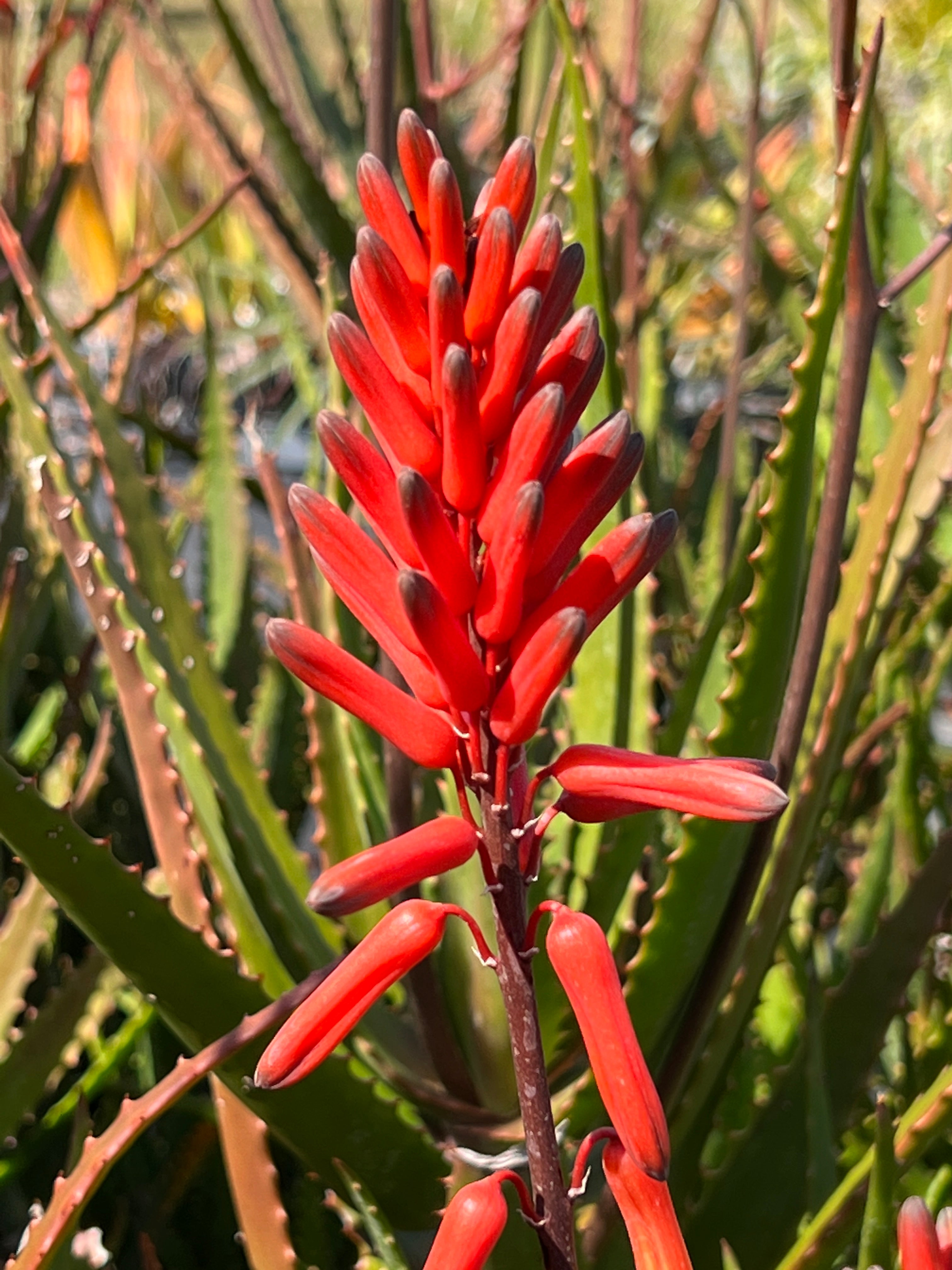 red aloe vera plant online Aloe dawei