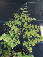 Adiantum tenerum