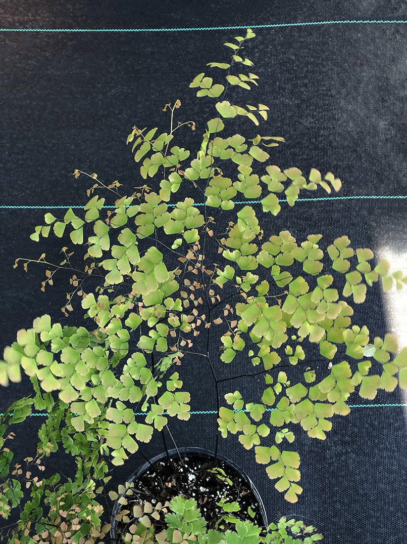 Adiantum tenerum