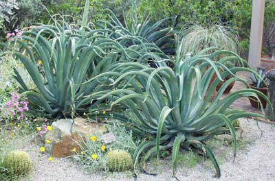 Agave vilmoriniana