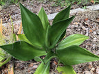 Agave brevispina