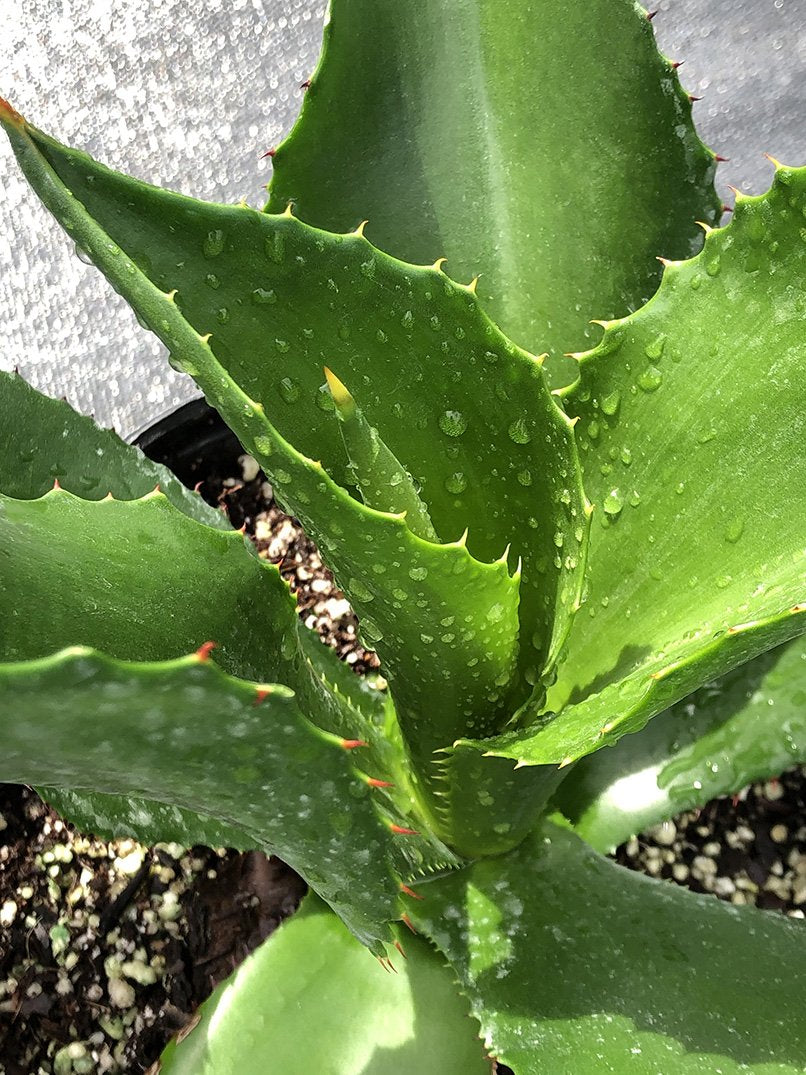 Agave brevispina – Fairchild Tropical Botanic Garden