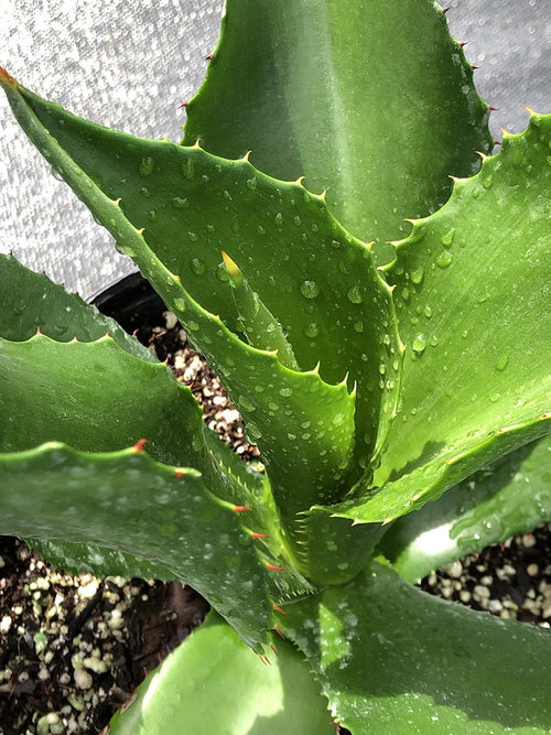 Agave brevispina